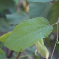 Grewia tiliifolia Vahl
